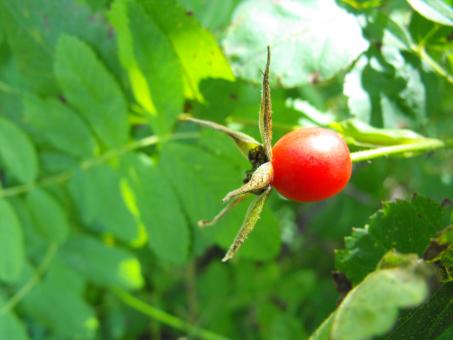 Red Seed