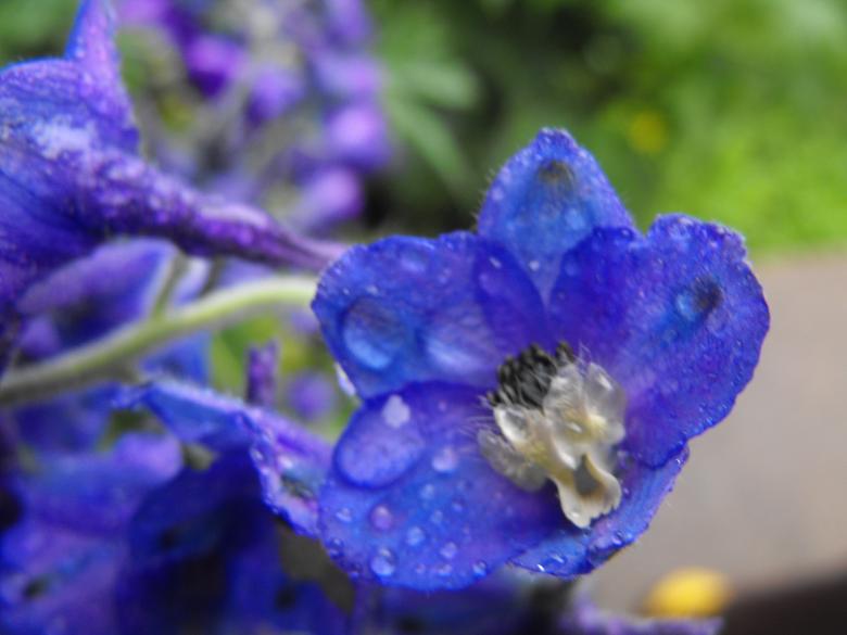Free stock image of Blue Flower created by Kyla M