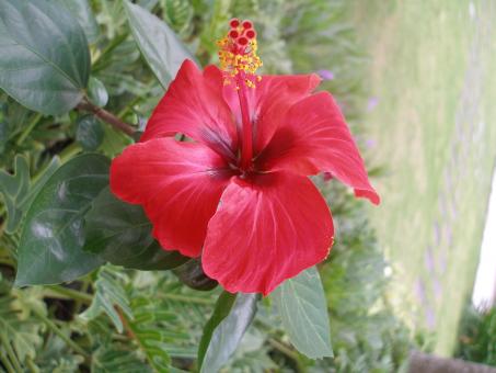 Flower beautiful - Free Stock Photo