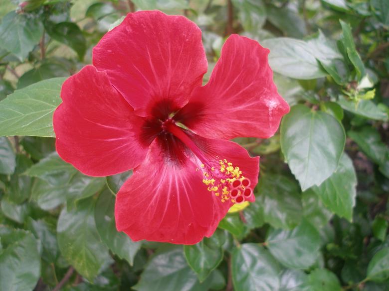 Free stock image of Flower beautiful created by Nguyen Thao