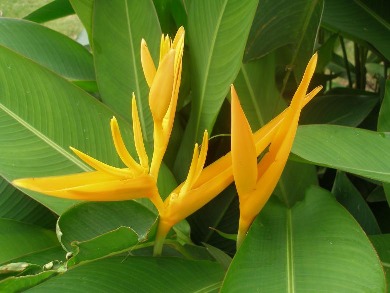Free stock image of Flower beautiful created by Nguyen Thao