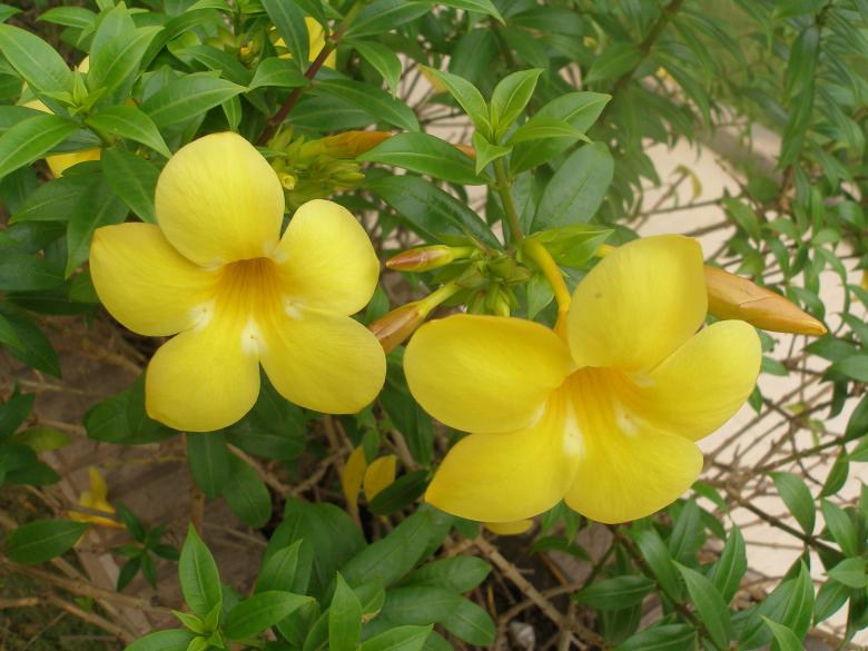 Free stock image of Flower beautiful created by Nguyen Thao