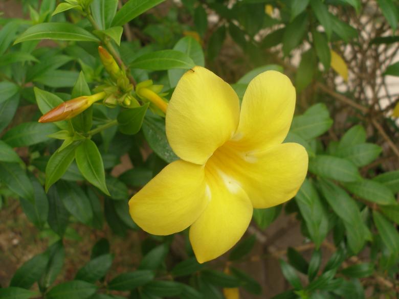 Free stock image of Flower beautiful created by Nguyen Thao