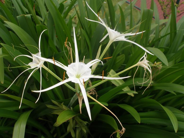 Free stock image of Flower beautiful created by Nguyen Thao