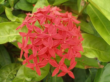 Flower beautiful