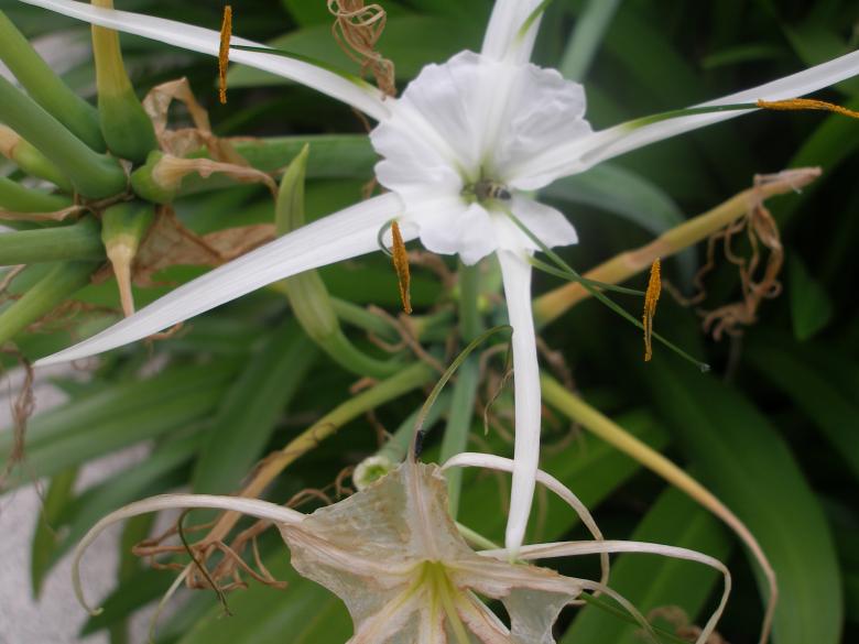 Free stock image of Flower beautiful created by Nguyen Thao