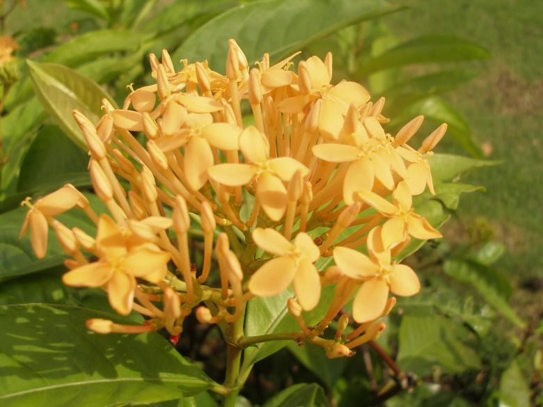 Free stock image of Flower beauty created by Nguyen Thao