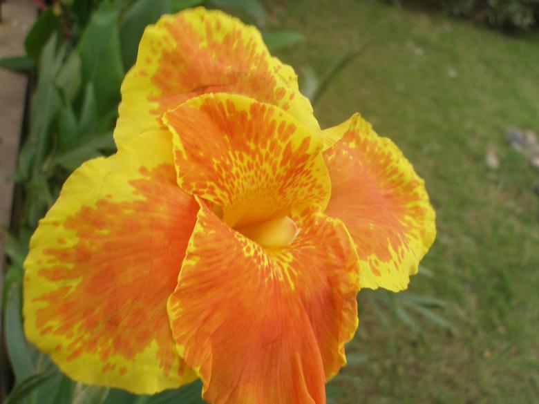 Free stock image of Flower beautiful created by Nguyen Thao