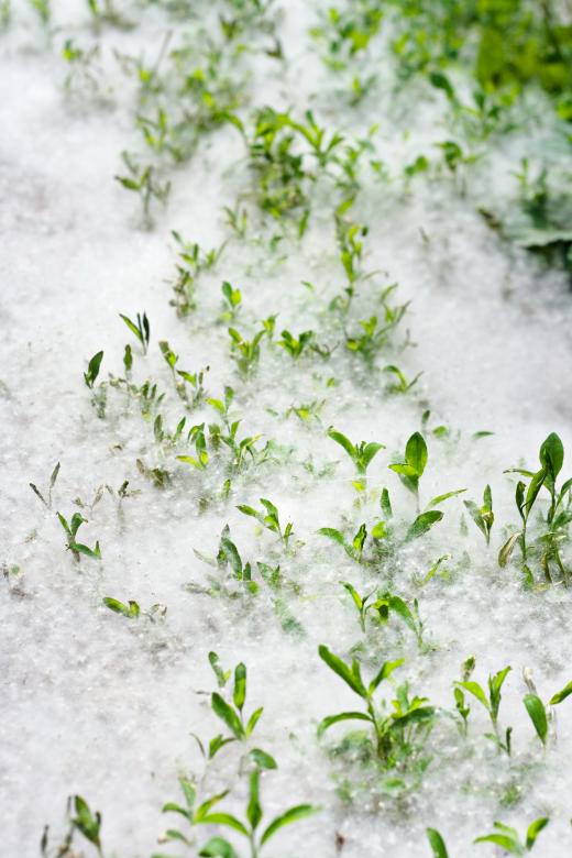 Free stock image of grass and poplar fluff created by 2happy
