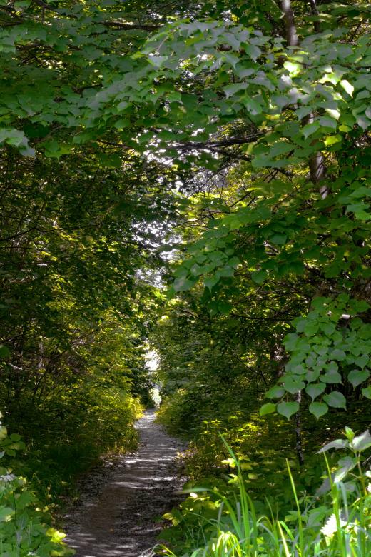 Free stock image of forest created by 2happy
