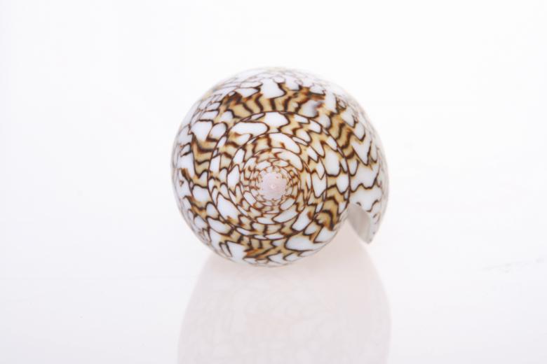 Free stock image of Seashell  created by 2happy
