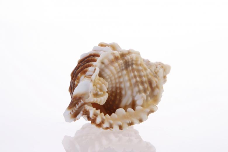 Free stock image of Seashell  created by 2happy
