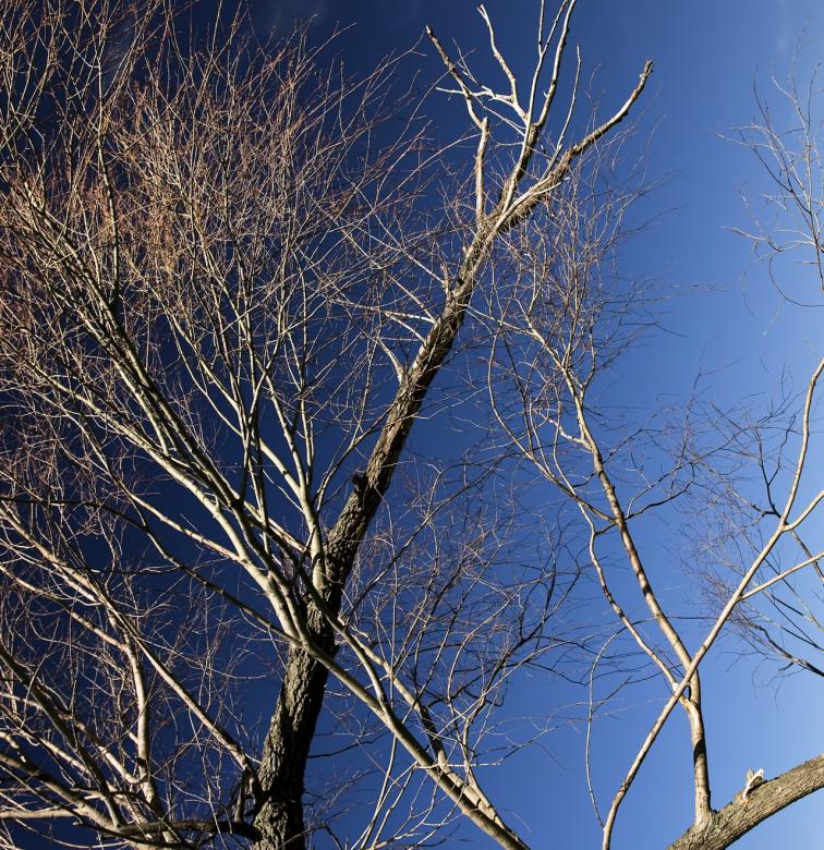 Free stock image of Tree  created by 2happy