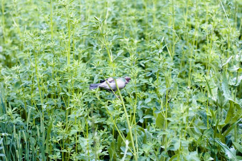Free stock image of bird  created by 2happy