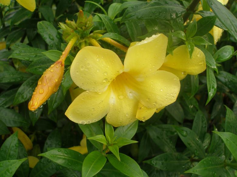 Free stock image of Yellow Flower created by Nguyen Thao