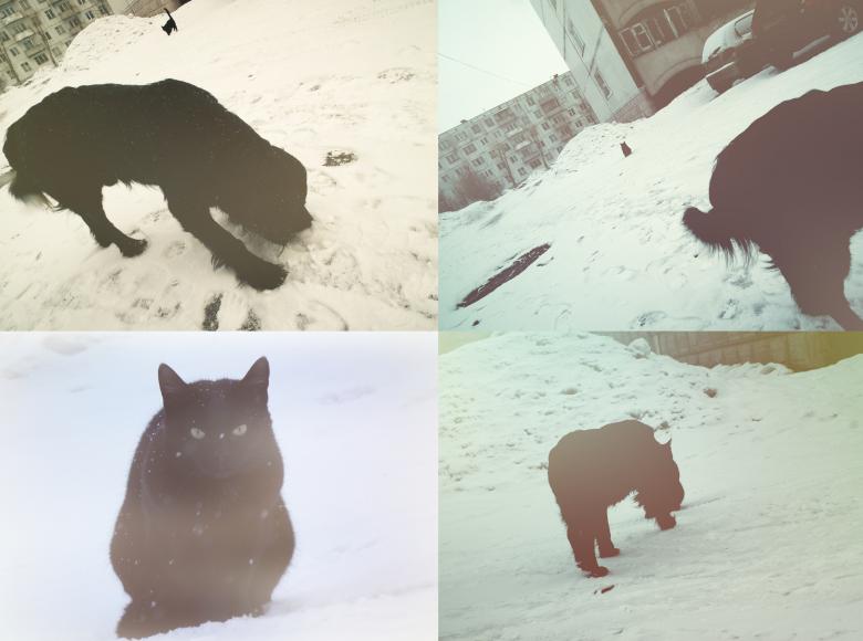 Free stock image of Cat and Dog created by Vlad