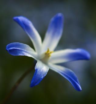 Blue Chionodoxia - Free Stock Photo