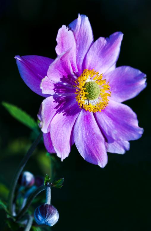 Free stock image of Purple Japanese Anemone created by Jason Clark