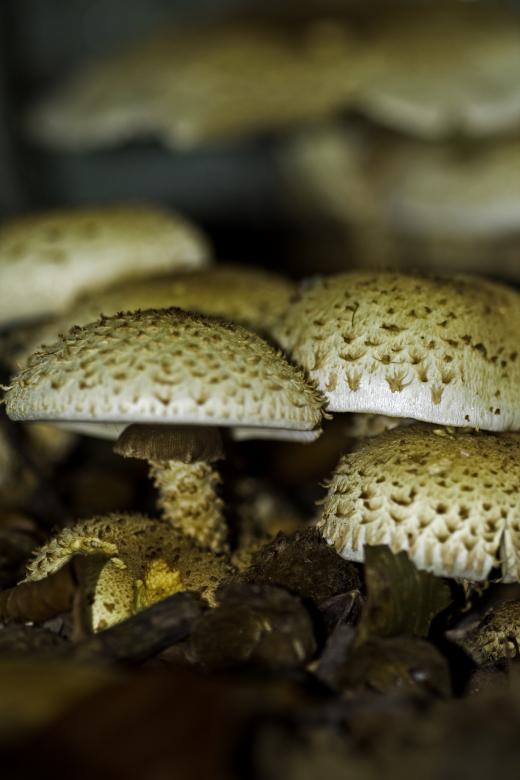 Free stock image of Shaggy Pholiota Mushrooms created by Jason Clark