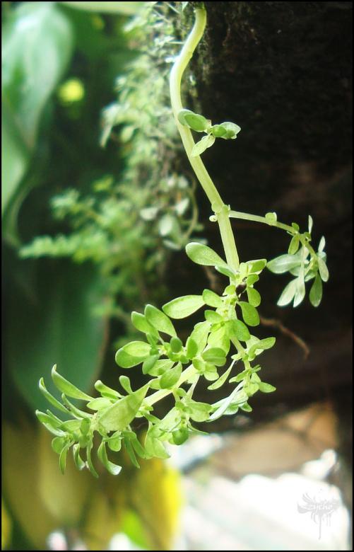 Free stock image of Green vine created by RIC ALTEA