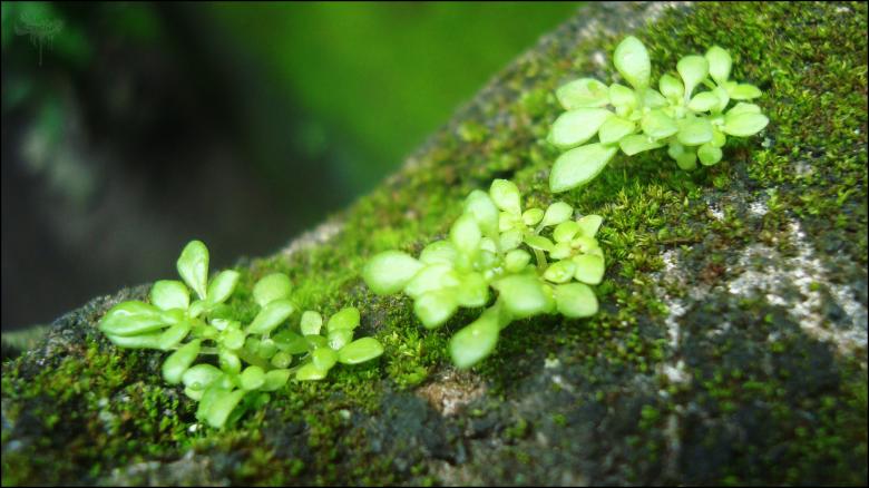 Free stock image of Green plants on wood created by RIC ALTEA