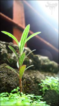 Free Stock Photo of Green Plant