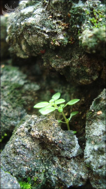 Free stock image of Green Plant created by RIC ALTEA