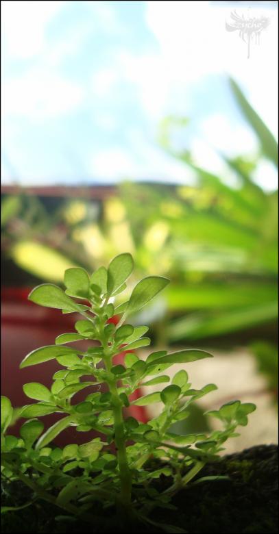 Free stock image of Green Plant created by RIC ALTEA