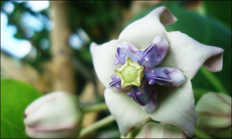 Free stock image of Colorful Flower created by RIC ALTEA