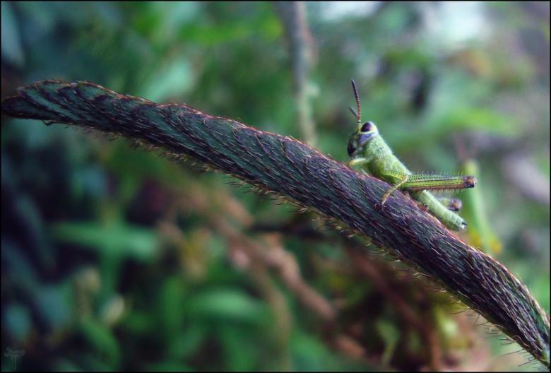 Free stock image of Grasshopper on wire created by RIC ALTEA