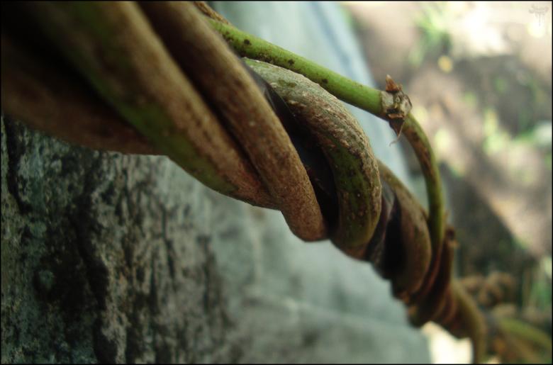Free stock image of Vines created by RIC ALTEA