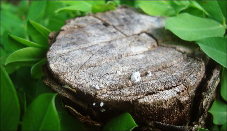 Free stock image of Wooden stump created by RIC ALTEA