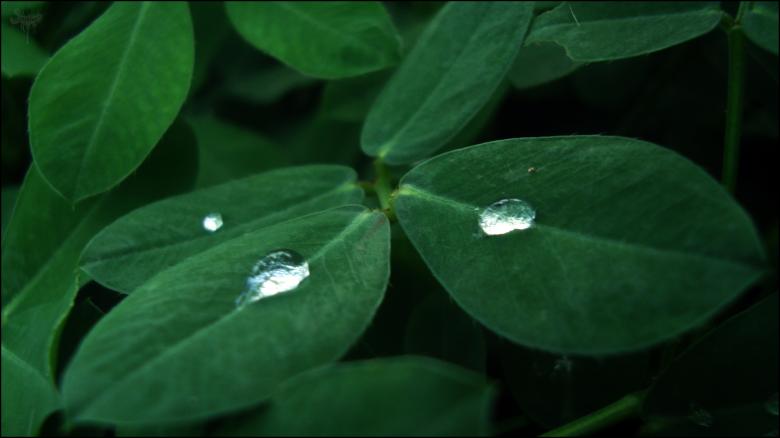 Free stock image of Droplets on leaves created by RIC ALTEA