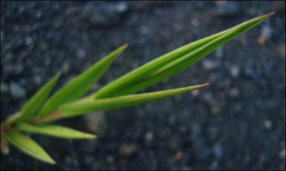 Free Stock Photo of Green Plant