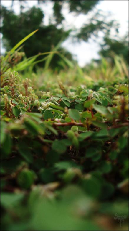 Free stock image of Green moss created by RIC ALTEA