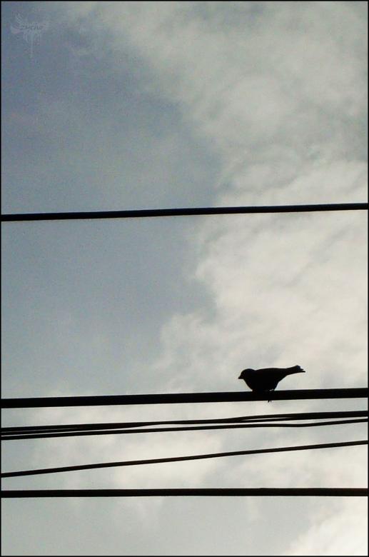 Free stock image of Bird on cable created by RIC ALTEA