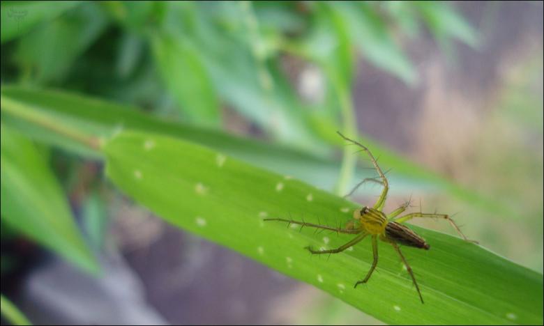 Free stock image of Spider on leaf created by RIC ALTEA