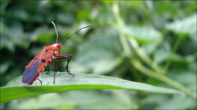 Free stock image of Insect created by RIC ALTEA