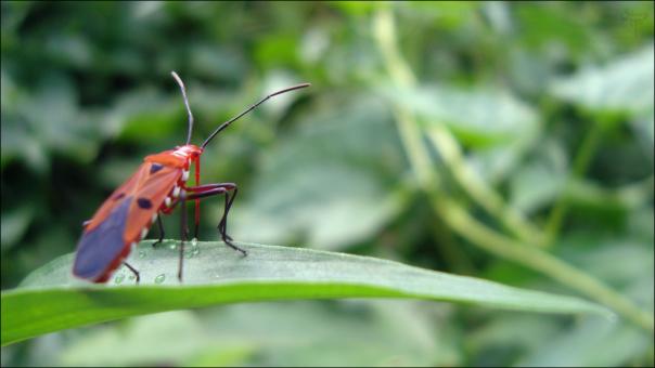 Free Stock Photo of Insect