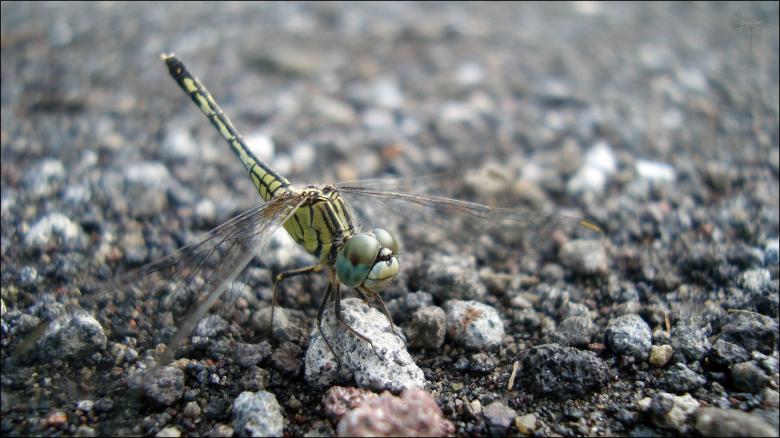 Free stock image of Dragonfly created by RIC ALTEA