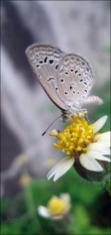 Butterfly - Free Stock Photo