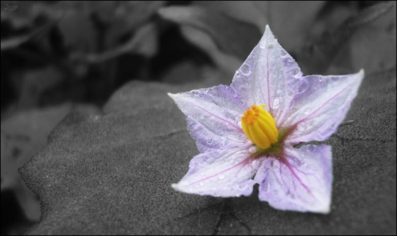 Free stock image of Purple Bloom created by RIC ALTEA