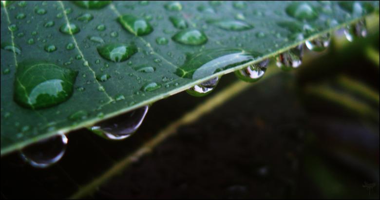 Free stock image of Droplets on leaf created by RIC ALTEA