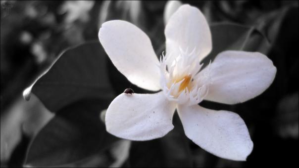 White Bloom - Free Stock Photo