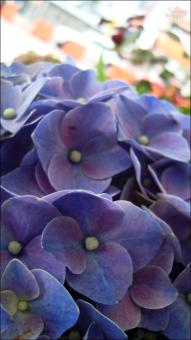 Purple Flowers