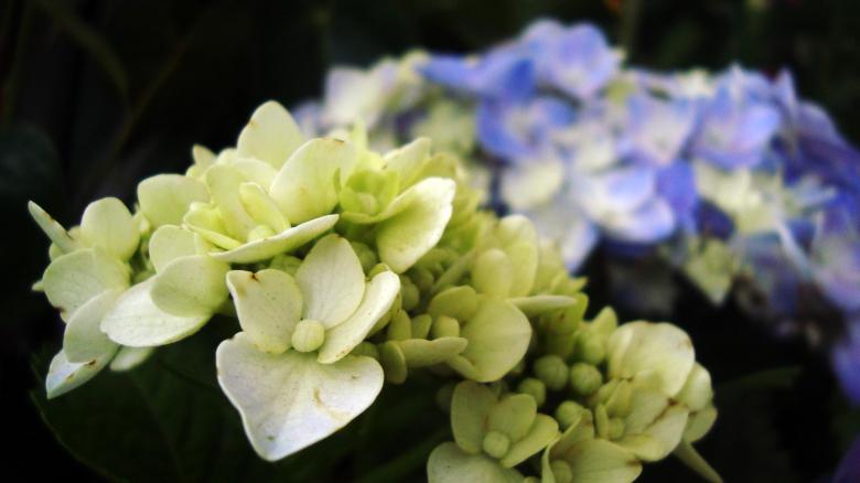 Free stock image of White and purple flowers created by RIC ALTEA
