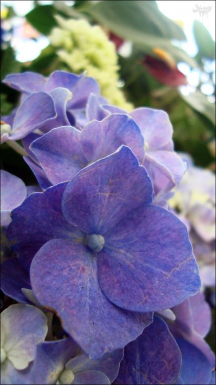 Free stock image of White and purple flowers created by RIC ALTEA