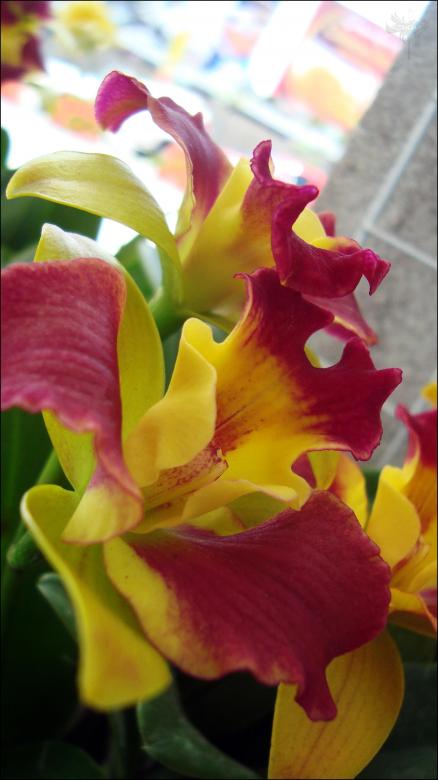 Free stock image of Red and yellow flowers created by RIC ALTEA