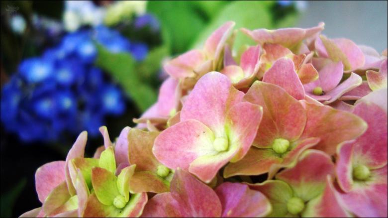 Free stock image of Pink and blue flowers created by RIC ALTEA