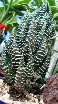 Green Plant
